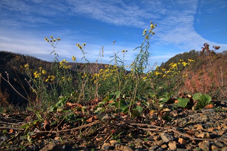 Darlingeröder Schweiz - 12.11.2022