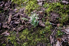 Frühblüher Gohfelder Schweiz
