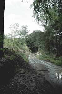 Waldweg Waldarbeiten Ascheloher Schweiz