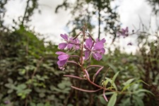 Blüte Ascheloher Schweiz