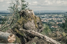 Baumstumpf Blick nach Werther