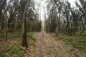 Wanderweg zur Bockerschen Schweiz