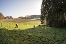 Kühe Borgloher Schweiz