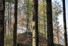Reh in der Borgloher Schweiz