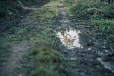 Spiegelung in Pfütze Borgloher Schweiz