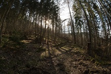 Wald Briedeler Schweiz