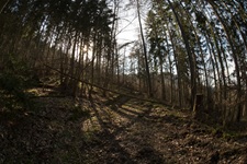Wald Briedeler Schweiz