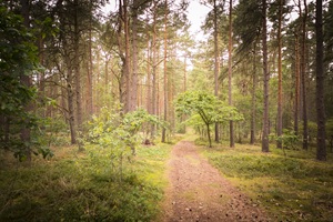 Wanderweg Clenzer Schweiz