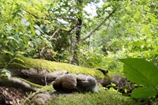 Moos Dahler Schweiz
