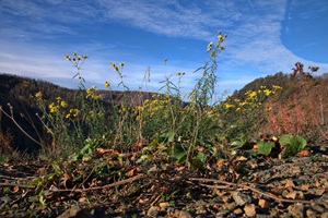 Darlingeröder Schweiz - 12.11.2022