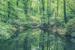Teich Dithmarscher Schweiz