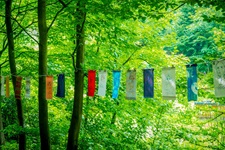 Sinneswald