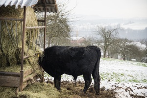 Rind Ebersbach an der Fils