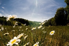 Wiese Elfringhauser schweiz