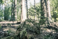 Tanne Wald Elfringhauser schweiz