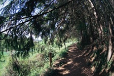 Wanderweg Tannen Elfringhausen