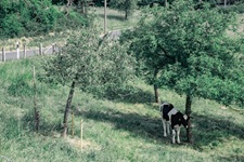 Kuh unter Baum Elfringhauser Schweiz