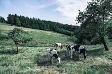 Kühe Elfringhausen
