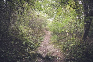 Wanderweg Flörsheimer Schweiz