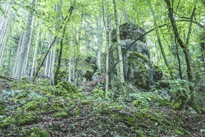 Felsen Fränkische Schweiz