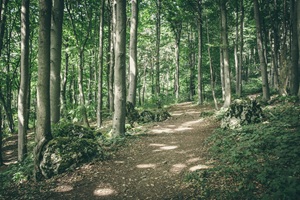 Wald Hersbrucker Alb