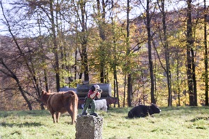 Hessische Schweiz Kühe