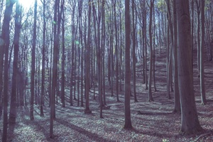 Wald Hessische Schweiz