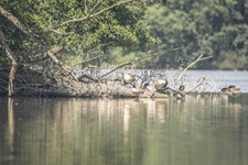 Enten Krickenbecker Seen Hinsbecker Schweiz