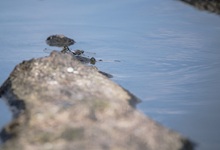 Libelle Krickenbecker Seen Hinsbecker Schweiz