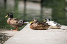 Enten auf Stufe Krickenbecker Seen Hinsbecker Schweiz