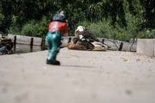 Enten auf Stufe Krickenbecker Seen Hinsbecker Schweiz