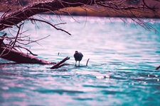 Wasservogel Hinsbecker Schweiz
