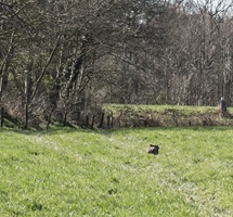 Osterhase Hoheescher Schweiz