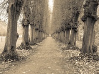 Bäume Plöner Schlosspark