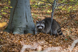 Bewohner Ischenröder Schweiz Waschbär