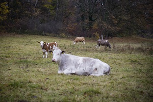 Jerichower Schweiz - 14.11.2025