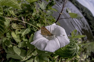 Schmetterling Saar