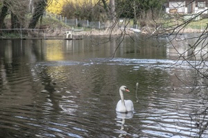Schwan Krummer See