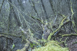 Baum Moos Sutschketal