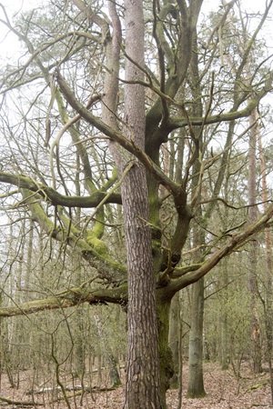 Baum Sutschketal