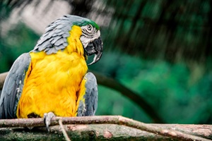 Lippsiche Schweiz Vogelpark Heiligenkirchen