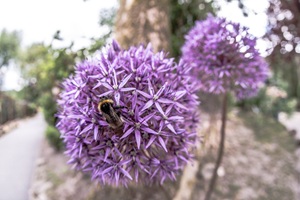 Biene in der lippischen Schweiz