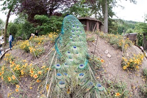 Pfau Vogelpark Heiligenkirchen