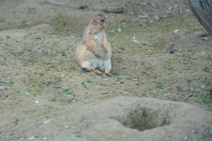 Präriehund Vogelpark Heiligenkirchen