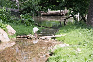 Vogelpark Heiligenkirchen
