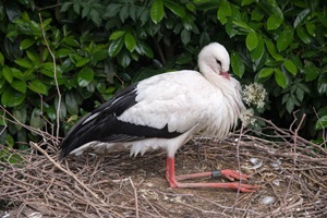 Storch Vogelpark Heiligenkirchen