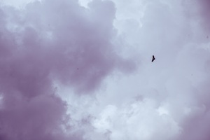 Greifvogel lippische Schweiz