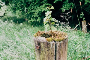 Natur lippische Schweiz