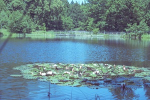 Teich Lopauer Schweiz