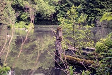 Teich Madfelder Schweiz
